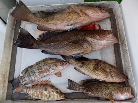 フィッシングボート空風(そらかぜ) 釣果