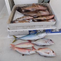 フィッシングボート空風(そらかぜ) 釣果