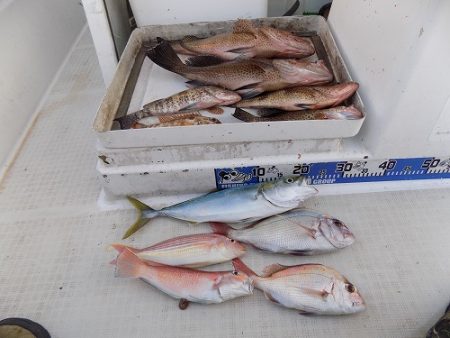 フィッシングボート空風(そらかぜ) 釣果