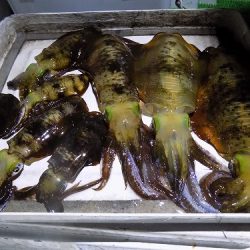 フィッシングボート空風(そらかぜ) 釣果