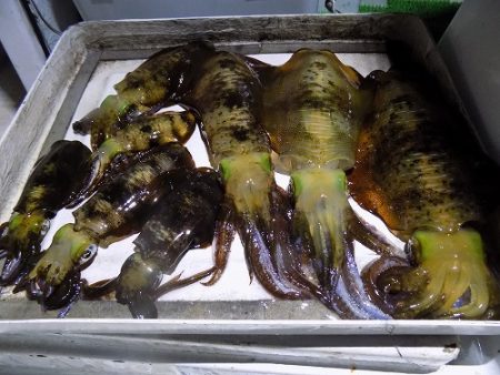 フィッシングボート空風(そらかぜ) 釣果