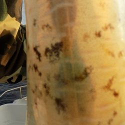 フィッシングボート空風(そらかぜ) 釣果