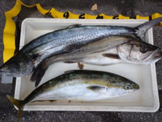 宮川丸 釣果