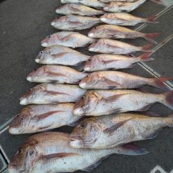 飛燕さくら丸 釣果