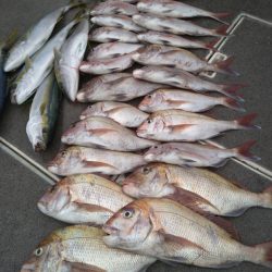 飛燕さくら丸 釣果