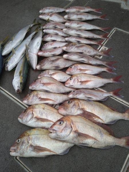 飛燕さくら丸 釣果