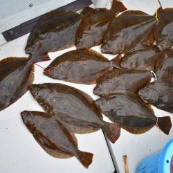 Fisherman Dreams DI 釣果