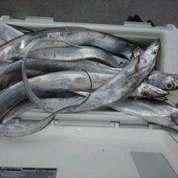 フィッシング太陽 釣果