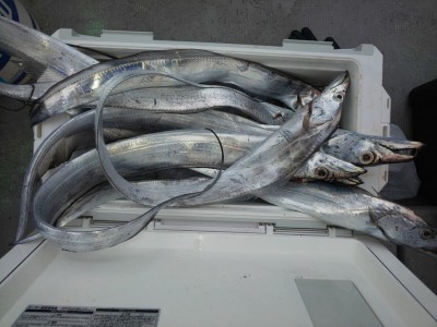 フィッシング太陽 釣果