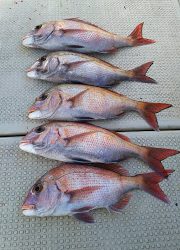 釣り舟　海竜 釣果