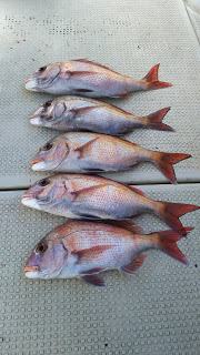 釣り舟　海竜 釣果