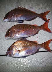 釣り舟　海竜 釣果