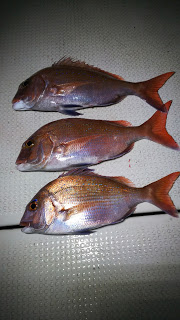 釣り舟　海竜 釣果