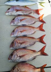 釣り舟　海竜 釣果