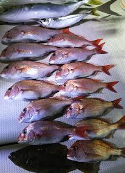 釣り舟　海竜 釣果