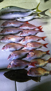 釣り舟　海竜 釣果