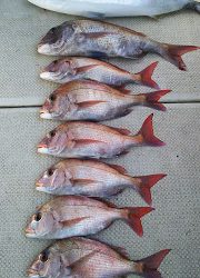 釣り舟　海竜 釣果