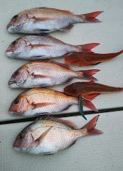 釣り舟 海竜 釣果