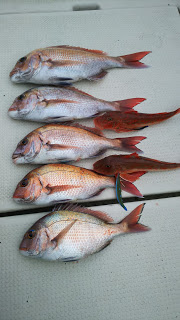 釣り舟　海竜 釣果