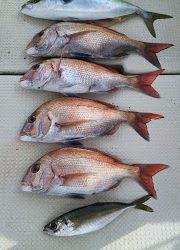 釣り舟 海竜 釣果