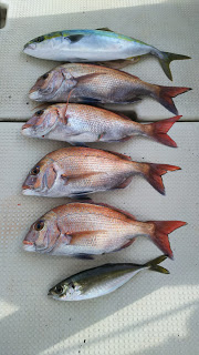 釣り舟　海竜 釣果