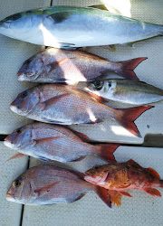 釣り舟 海竜 釣果