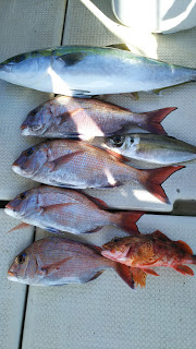 釣り舟　海竜 釣果