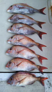 釣り舟　海竜 釣果