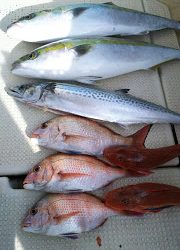 釣り舟 海竜 釣果