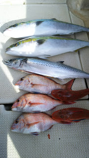 釣り舟　海竜 釣果