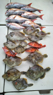 釣り舟　海竜 釣果