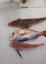 釣り舟 海竜 釣果