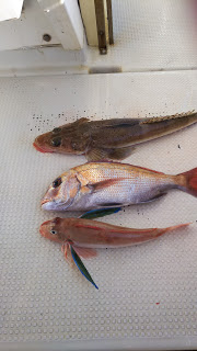 釣り舟　海竜 釣果