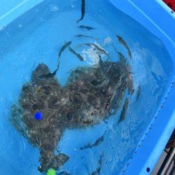 Fisherman Dreams DI 釣果