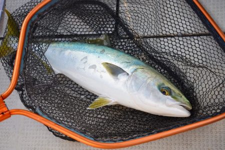 Fisherman Dreams DI 釣果