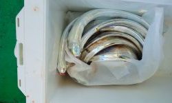 恵比寿丸（兵庫） 釣果