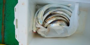 恵比寿丸（兵庫） 釣果