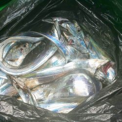 恵比寿丸(兵庫) 釣果