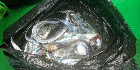 恵比寿丸(兵庫) 釣果