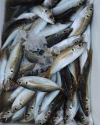 和歌山マリーナシティ釣り公園 釣果