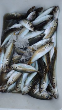 和歌山マリーナシティ釣り公園 釣果