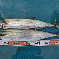 アジアマリンサービス 釣果