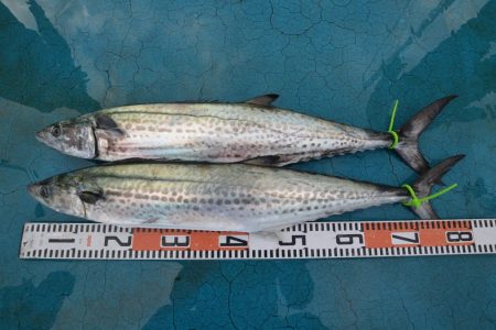 アジアマリンサービス 釣果