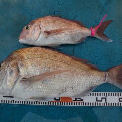 アジアマリンサービス 釣果