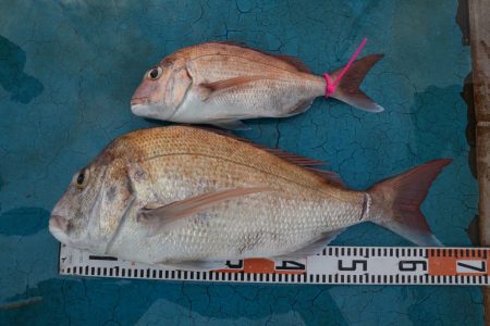 アジアマリンサービス 釣果