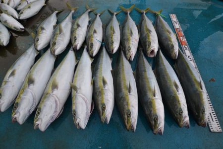 アジアマリンサービス 釣果