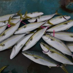 アジアマリンサービス 釣果