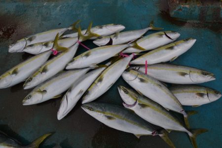 アジアマリンサービス 釣果