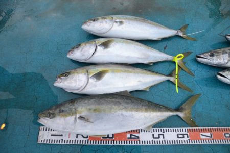 アジアマリンサービス 釣果