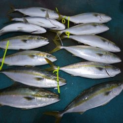 アジアマリンサービス 釣果
